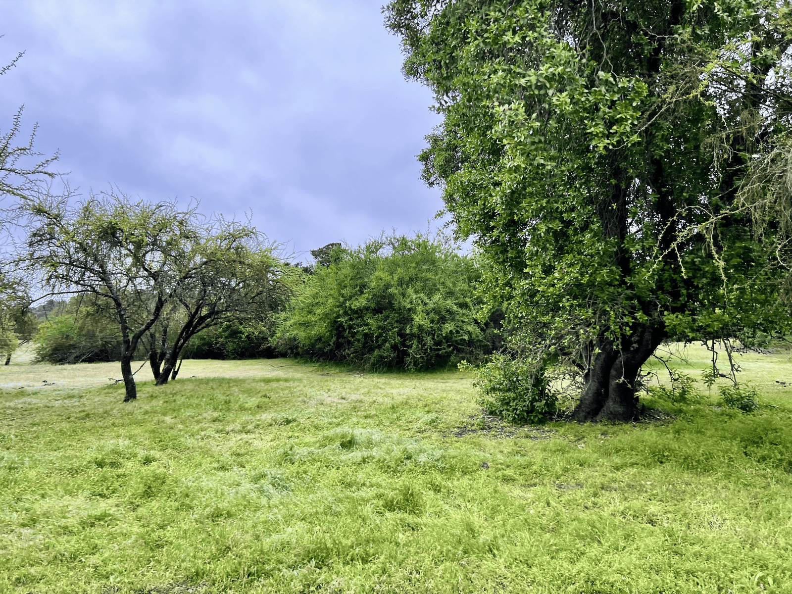 Bosque nativo en pradera
