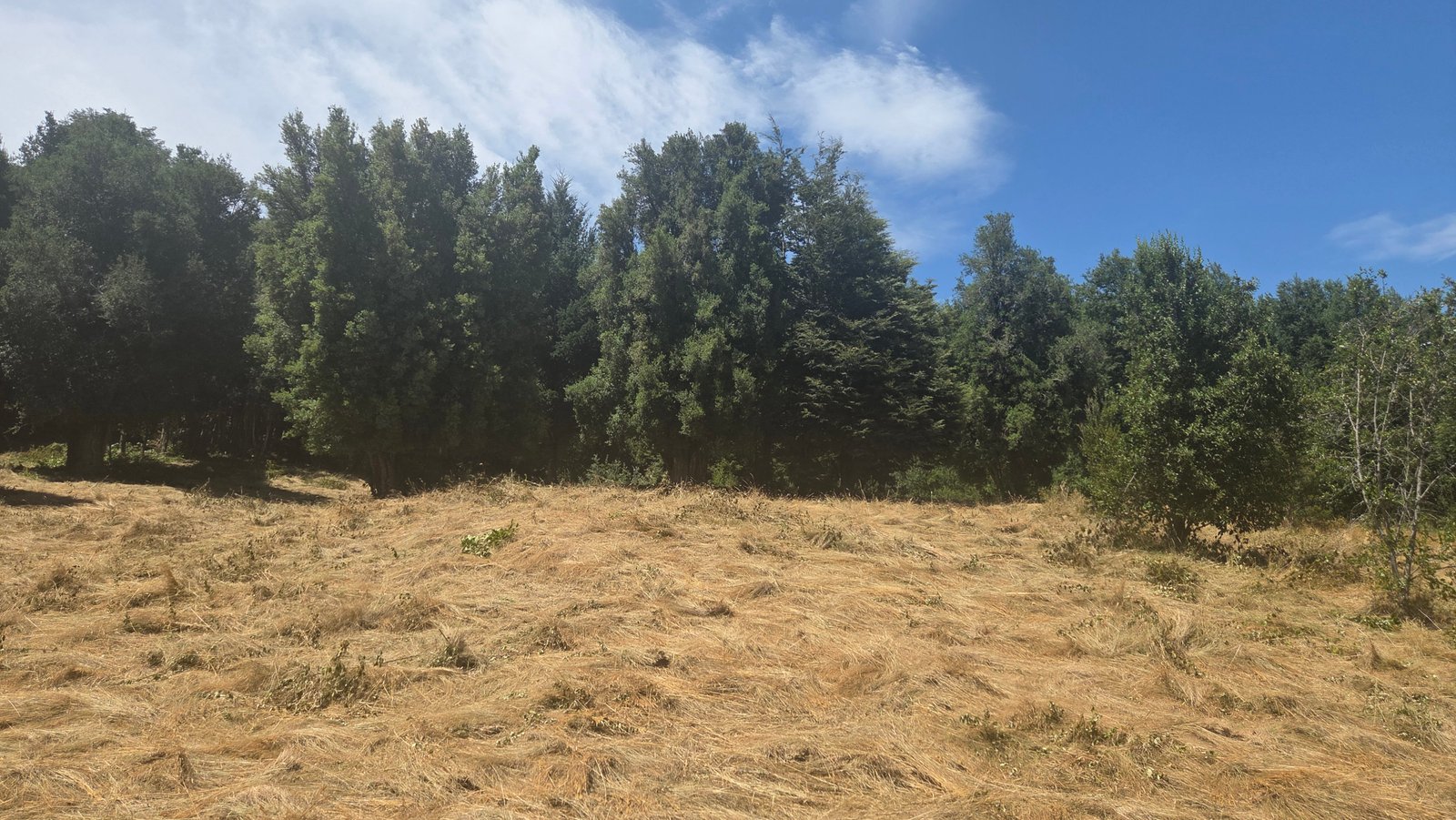 Parcelas con bosque