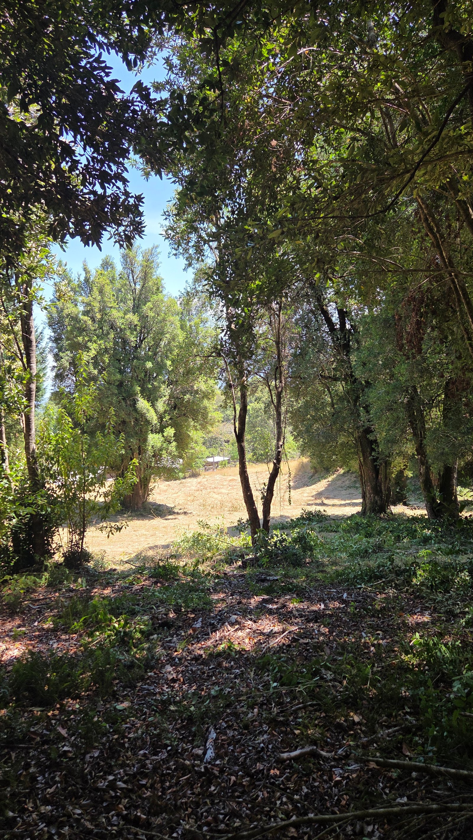 Proyecto inmobiliario Araucanía